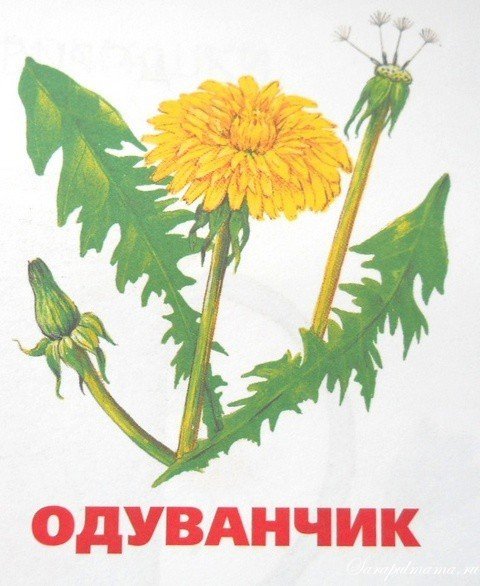Одуванчик карточка для детей