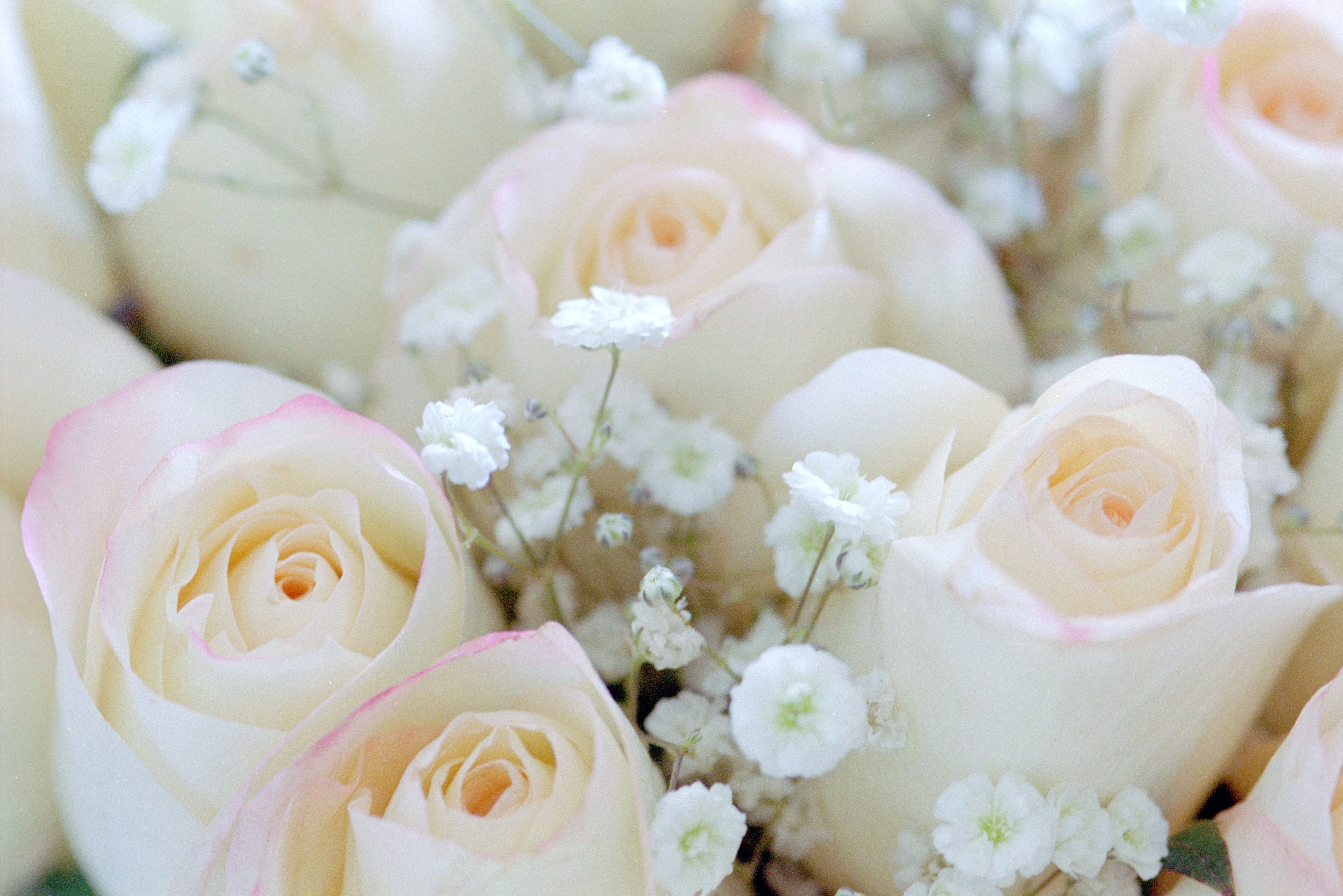 Нежный новый хороший. Нежный цветок. Нежный букет. Белые цветы. Самые красивые нежные цветы.