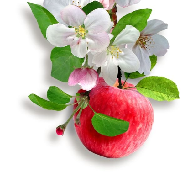 Цветущая Яблоневая ветка