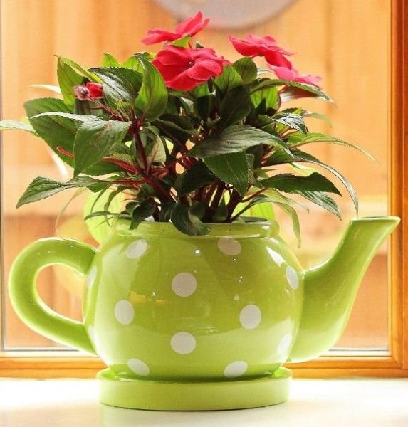 Комнатные цветы в чайнике