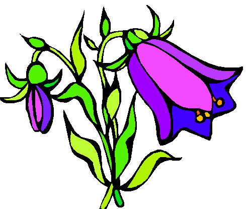 Колокольчик трехзубчатый