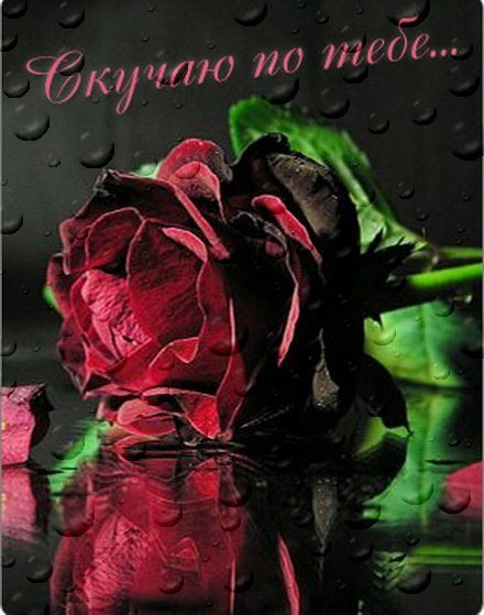 Скучаю по тебе розы