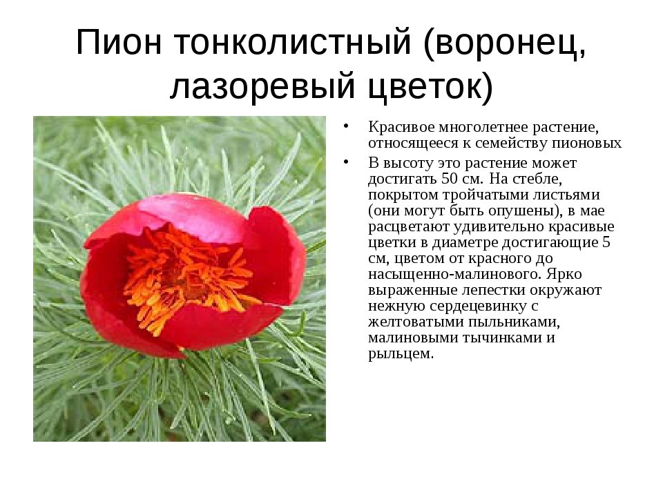 Название растений занесены в красную книгу. Пион тонколистный. Пион тонколистный красная. Пион тонколистный (ООПТ). Семена пиона тонколистного.