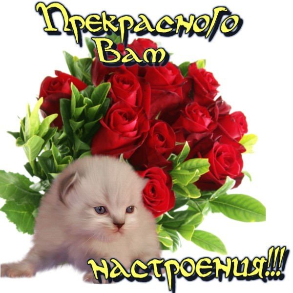 Цветы для Любы открытки