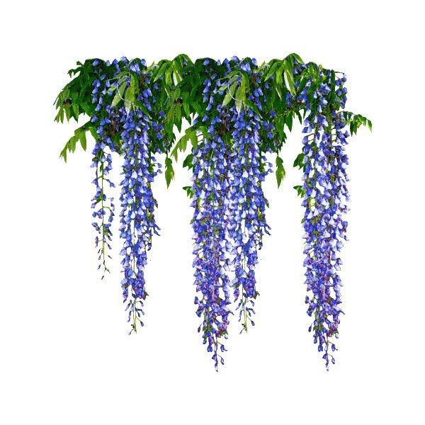 Вистерия Глициния