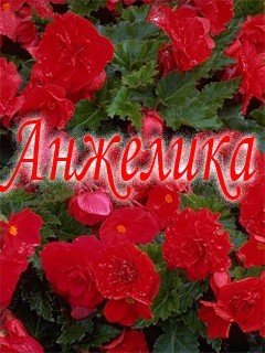Цветок имени Анжелика