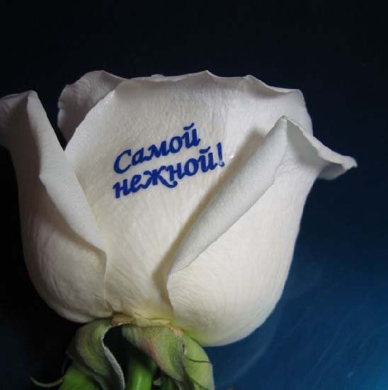 Белые розы с надписью