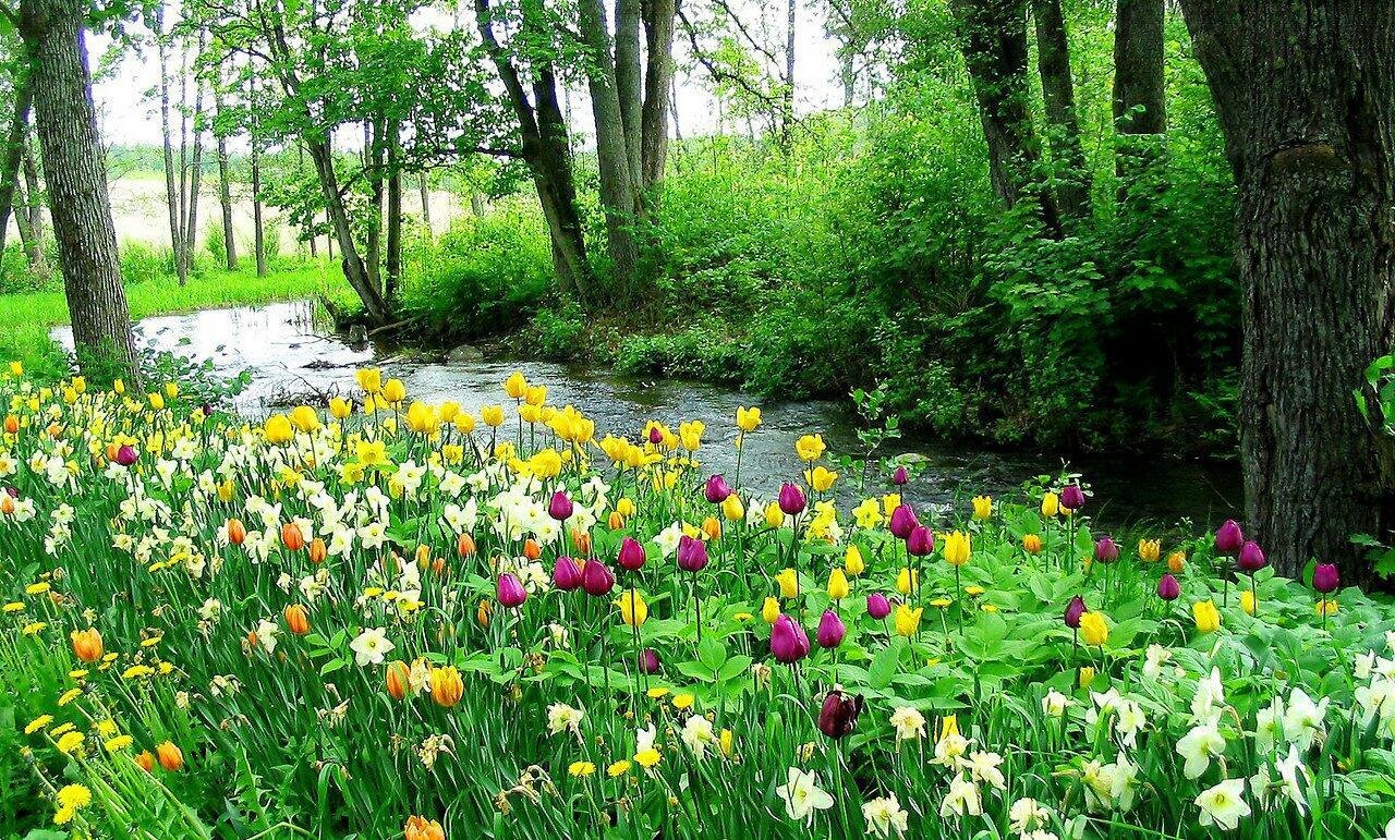 Картинка цветы в лесу. Лесная Поляна с цветами. Весенние цветы. Лес весной.