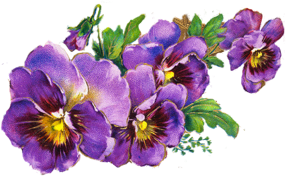 Виола Виттрока рисунок