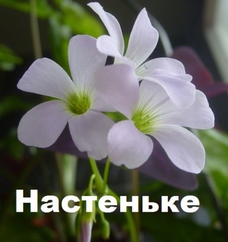Цветы для Насти