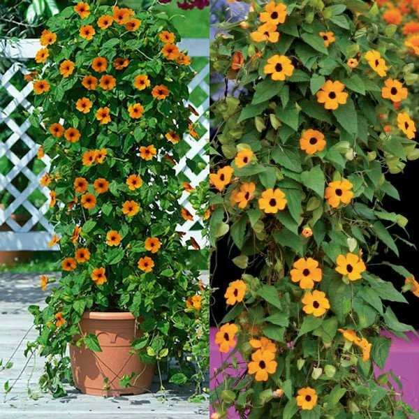 Лиана тунбергия Крылатая