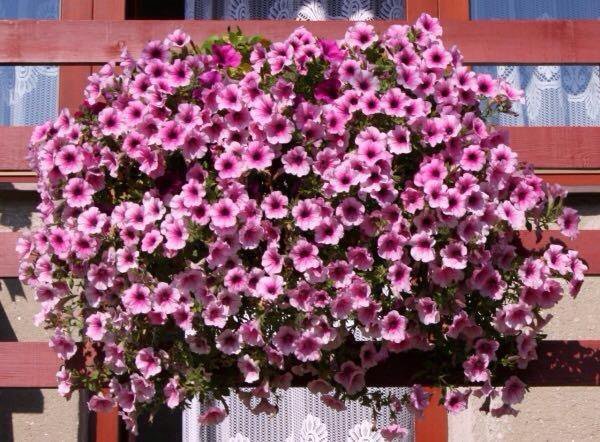 Петуния ампельная вурдини