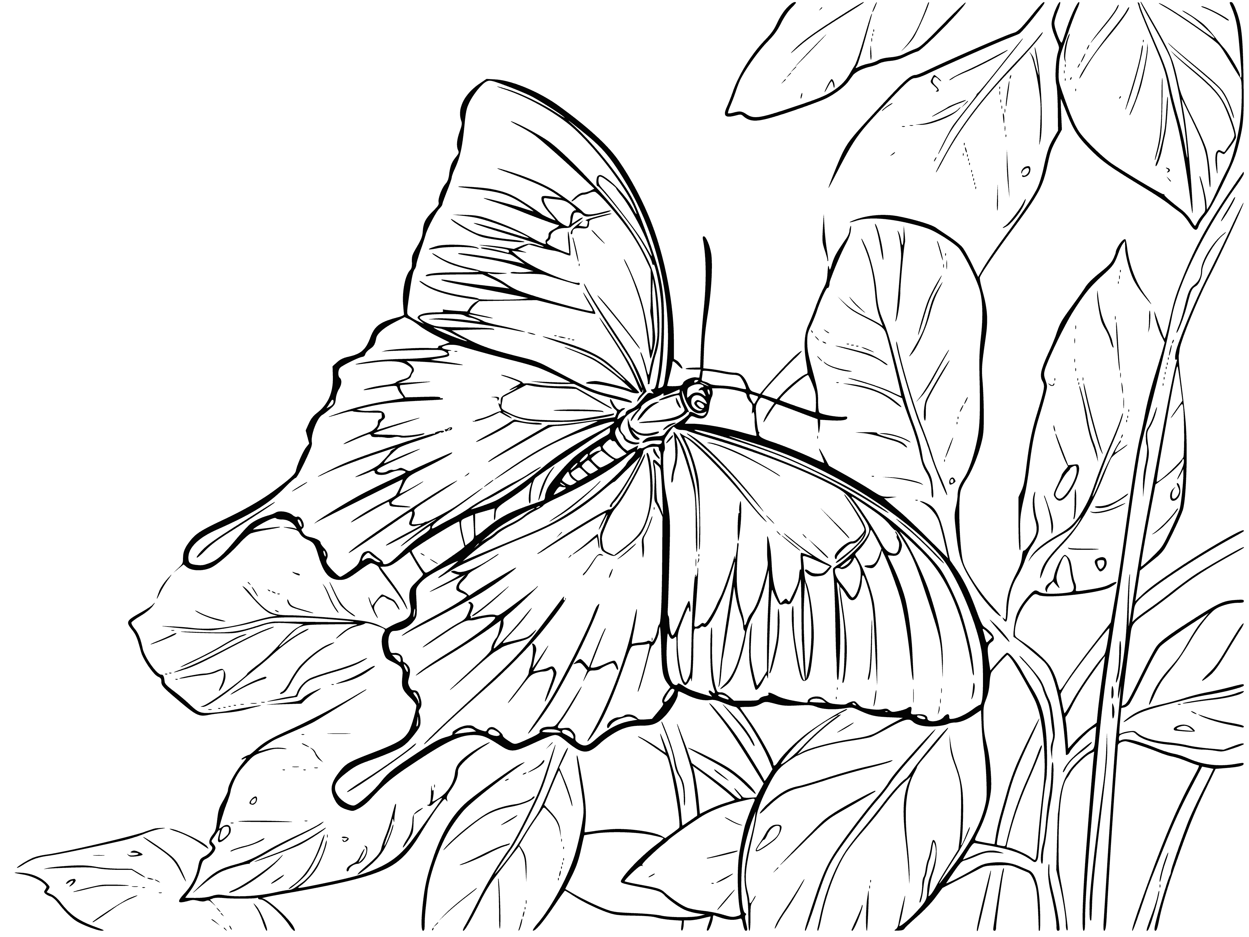 Раскраска Бабочки на цветах