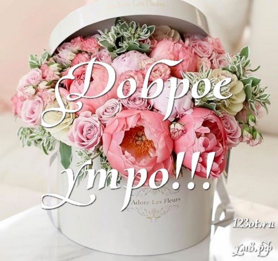 Цветы в коробках с добрым утром