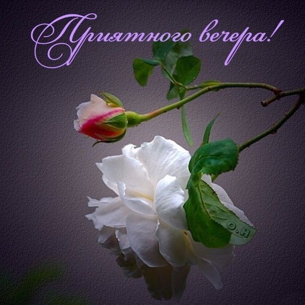 Доброго уютного вечера