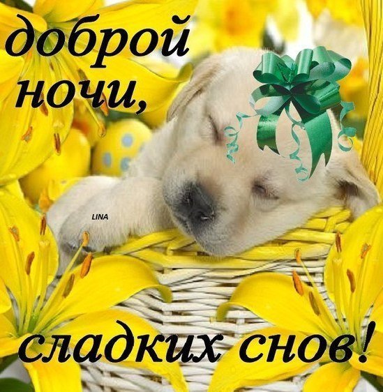 Цветы с пожеланием спокойной ночи