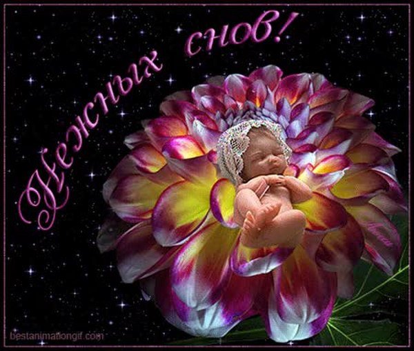 Спокойной ночи цветы