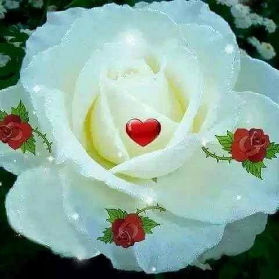 Самая красивая на татарском. Красивые белые розы. Открытки с белыми розами. Розы для милой. Доброе утро розы.