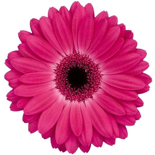 Гербера мини Сури