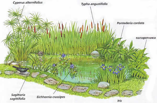 Схема посадки растений у водоема