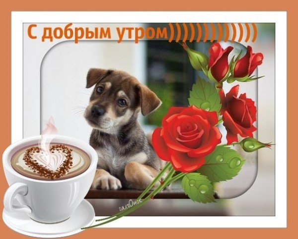 Пожелания с добрым утром с животными
