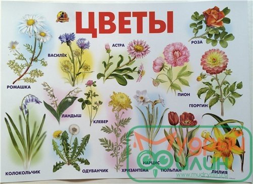 Цветы названия для дошкольников