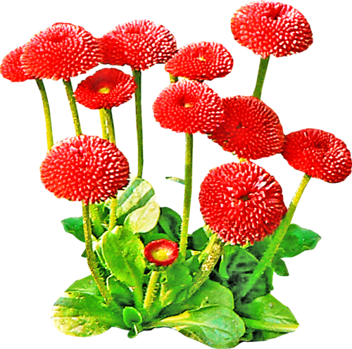 Маргаритка на белом фоне