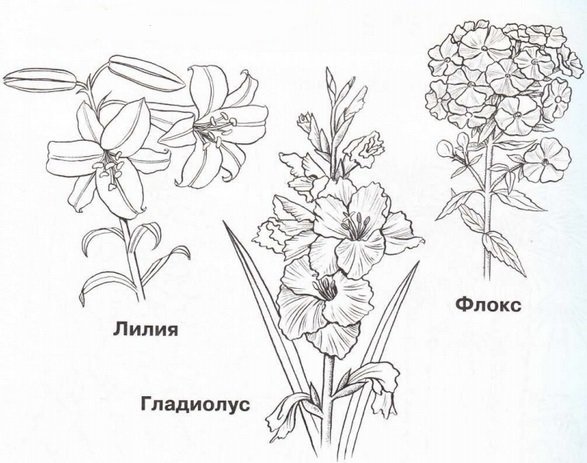 Цветы картинки раскраски с названиями