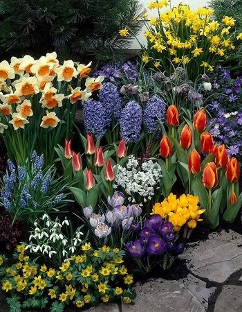 Луковичные, лилии, многолетники Весна 2023