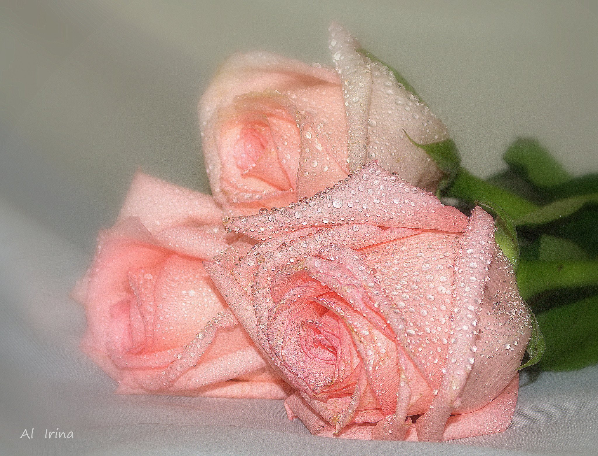 Будь самой нежной самой ласковой. Цветы любовь нежность. Самые нежные розы. Открытки с любовью и нежностью. Нежные розы для любимой.