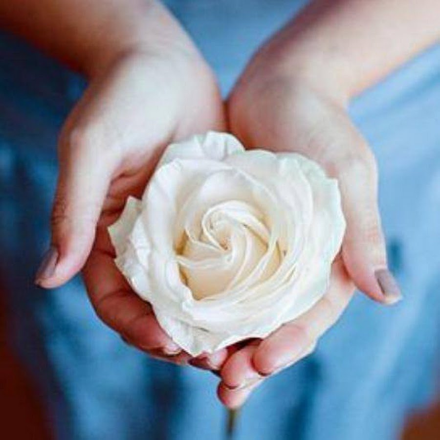 Белые розы в руках