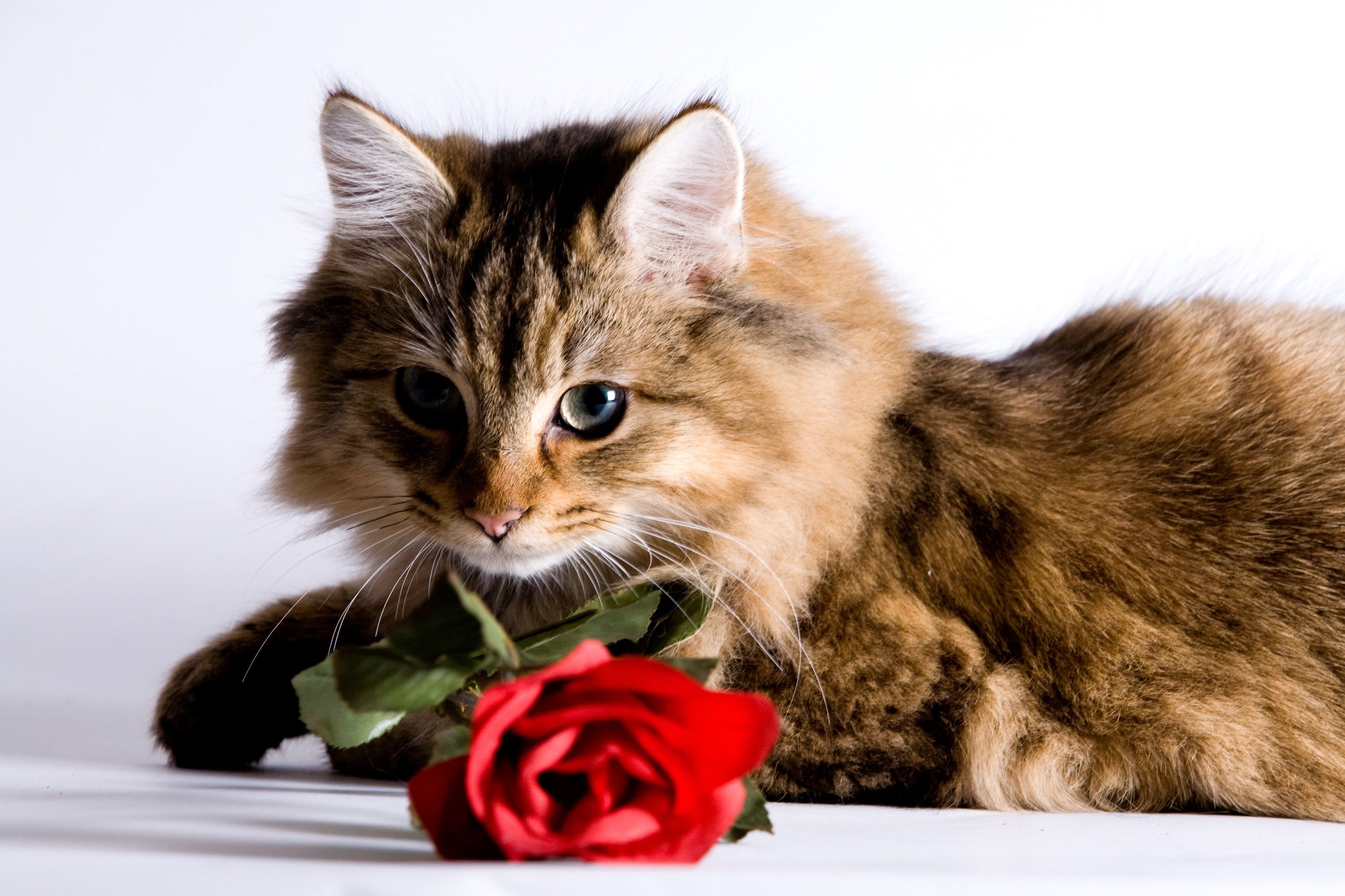 Котенок любит играть с цветами. Котенок с цветами. Кот и розы. Котик с розой. Кот с цветами в зубах.