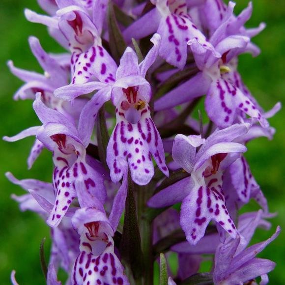 Кукушкины слёзы растение