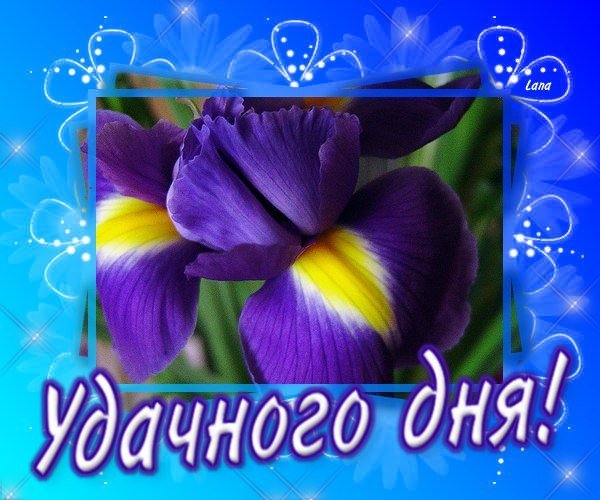 Открытки с добрым утром с ирисами