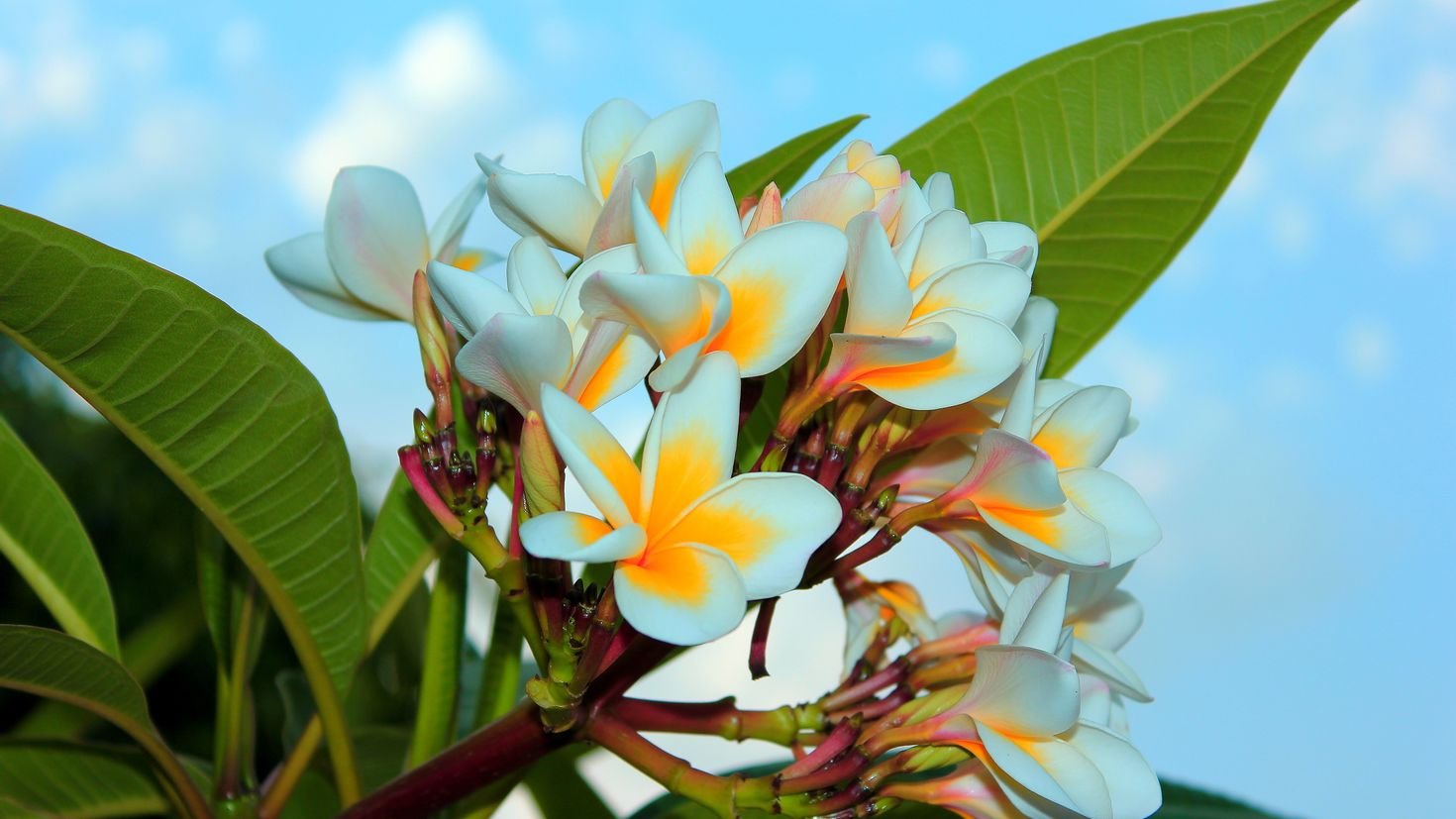 5 красивых тропических цветов со всего мира