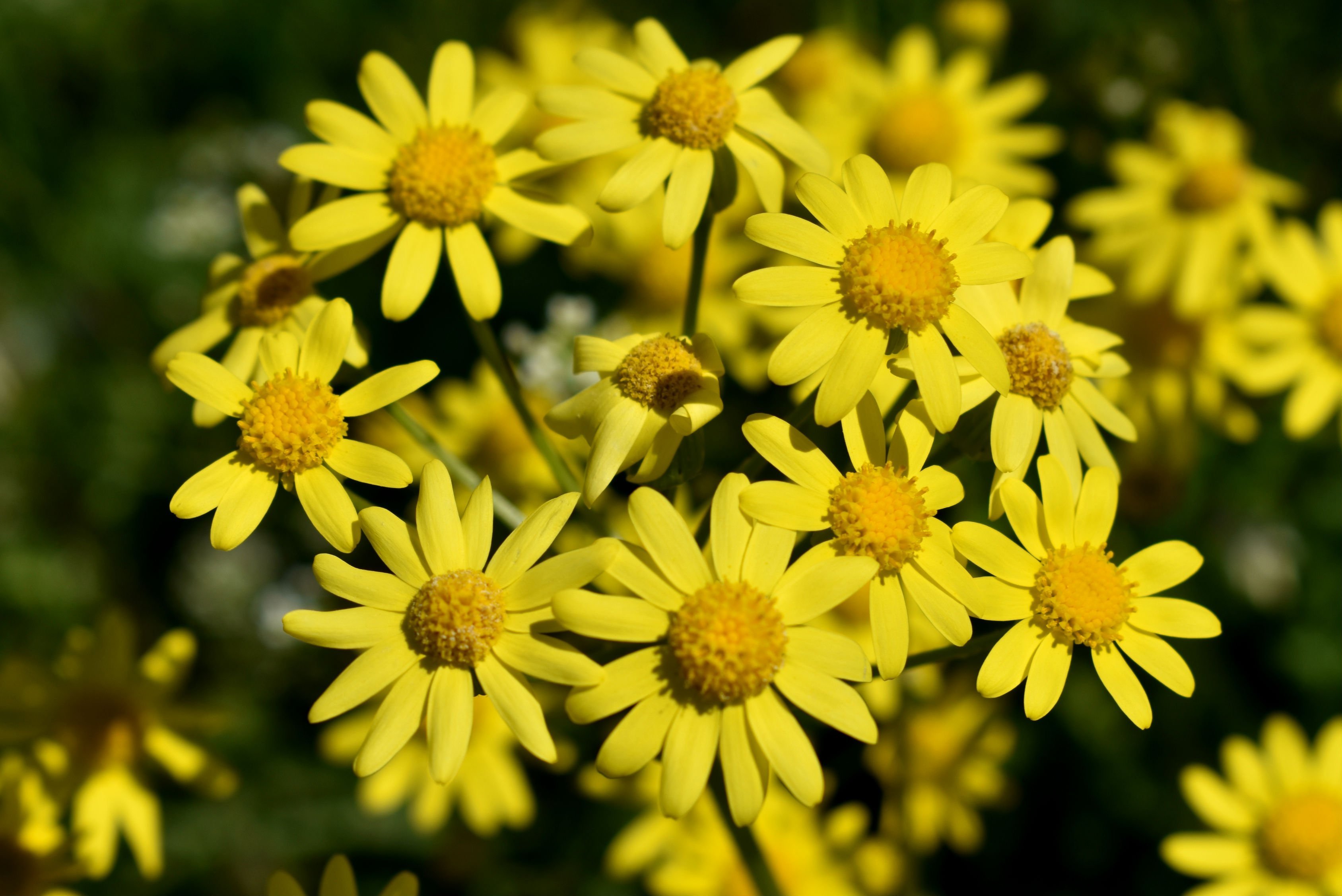 Желтые полевые цветы