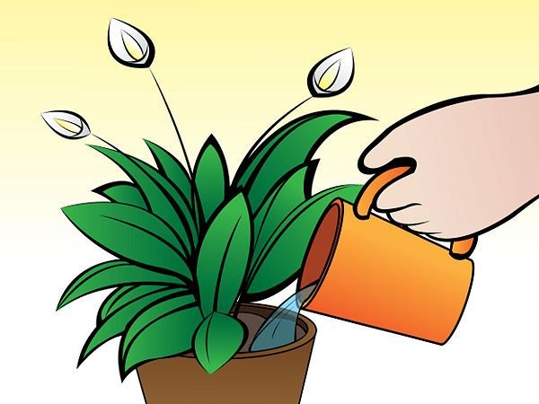 Этапы полива комнатных растений