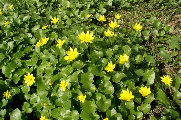 Чистяк весенний