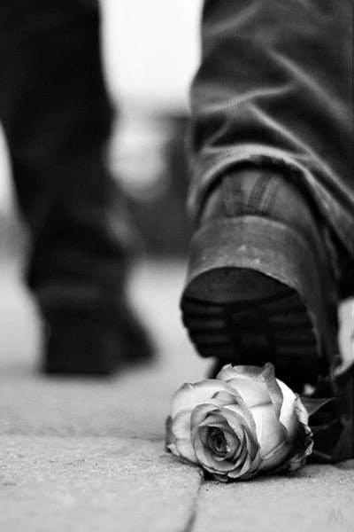 Растоптанная роза