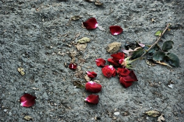 Сломанная роза