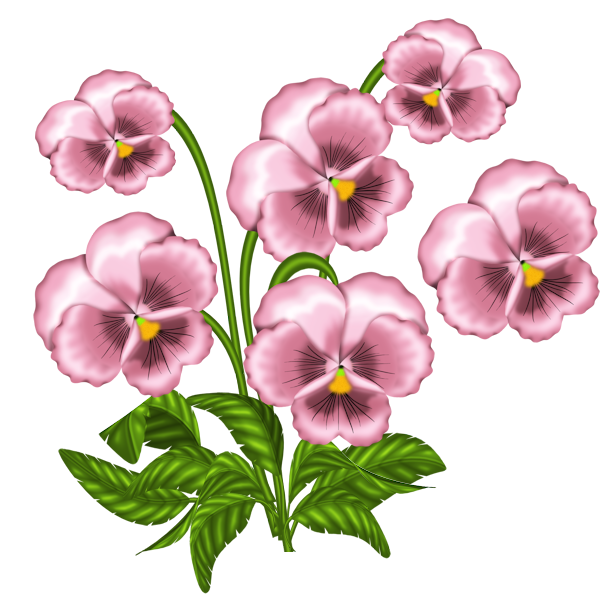 Родина цветка узамбарская фиалка