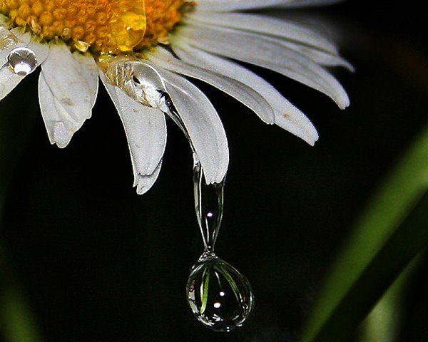 Слёзы на цветах