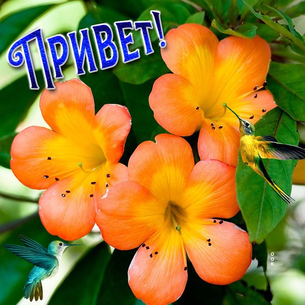 Приветствие цветы