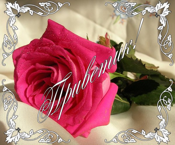 Привет розы