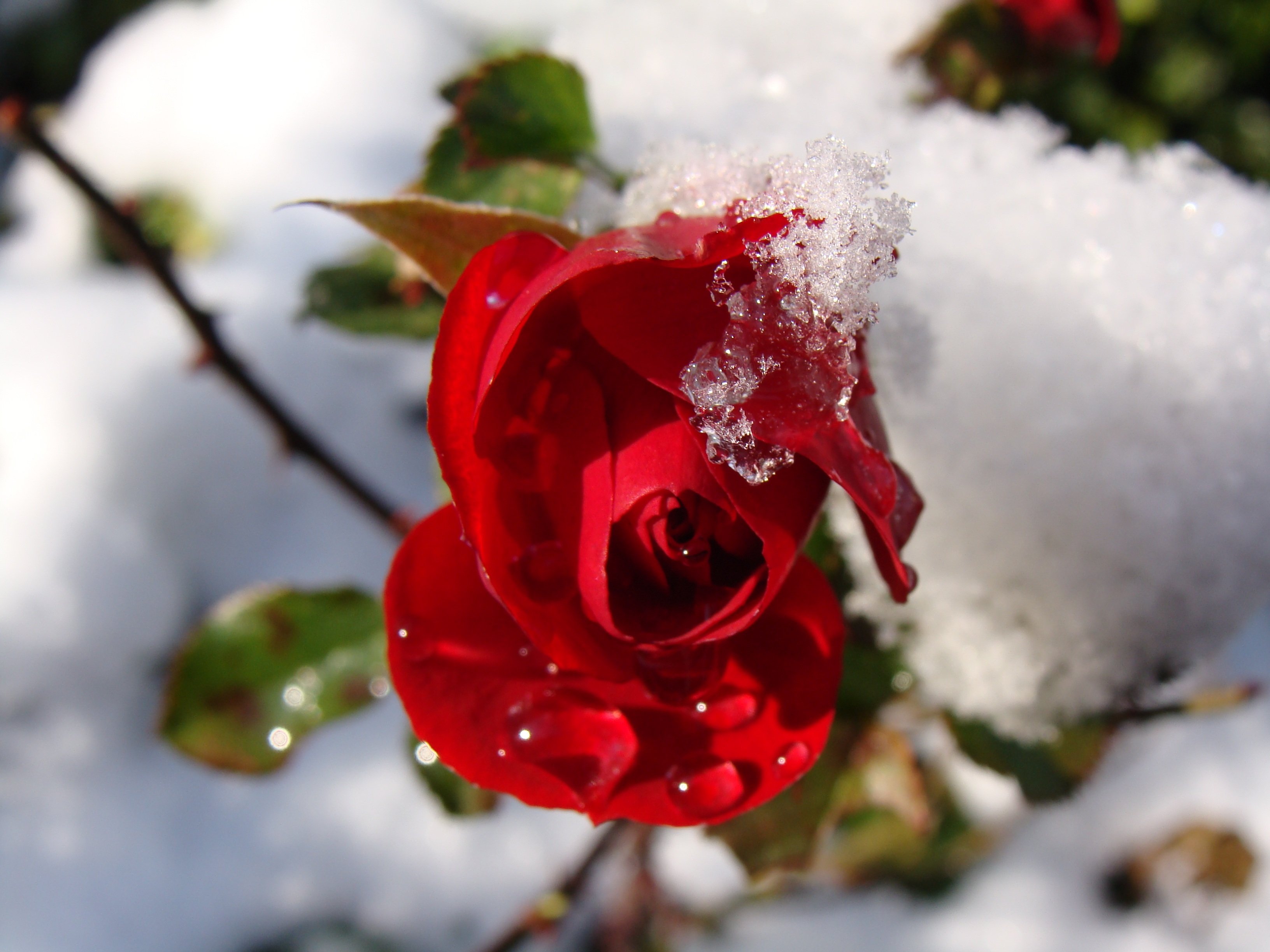 Розы снег красиво. Зимние цветы. Цветы в снегу. Цветы зимой.