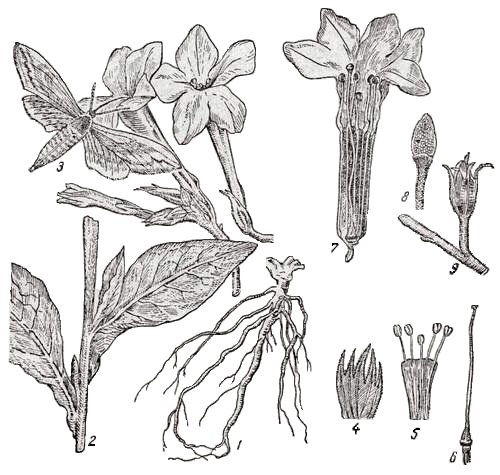 Табак душистый Сандер