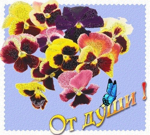 Анютины глазки для Анюты