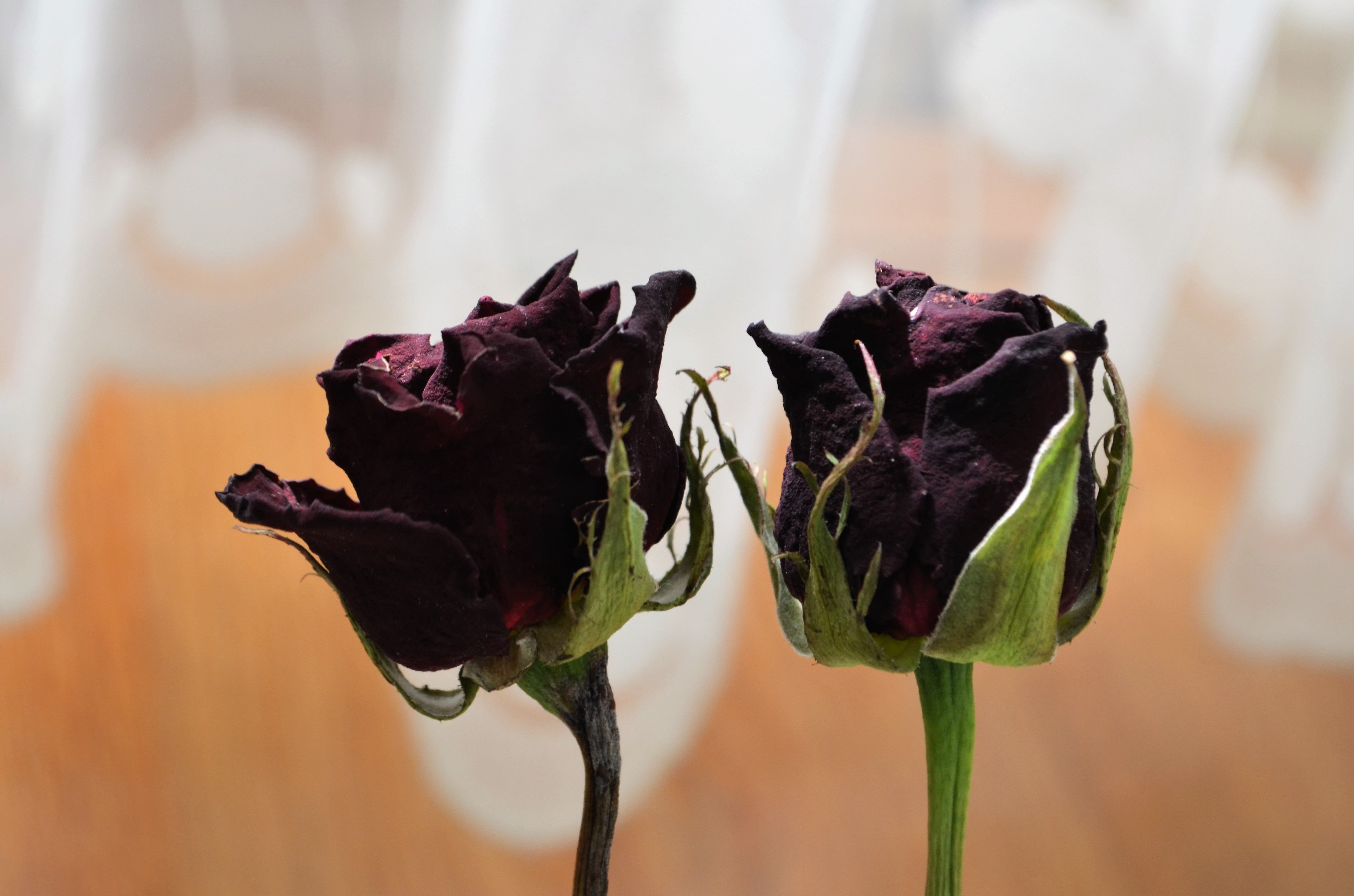 Что делать если тюльпаны завяли. Увядший цветок Шариф Камал. Засохшие цветы. Увядающий цветок.