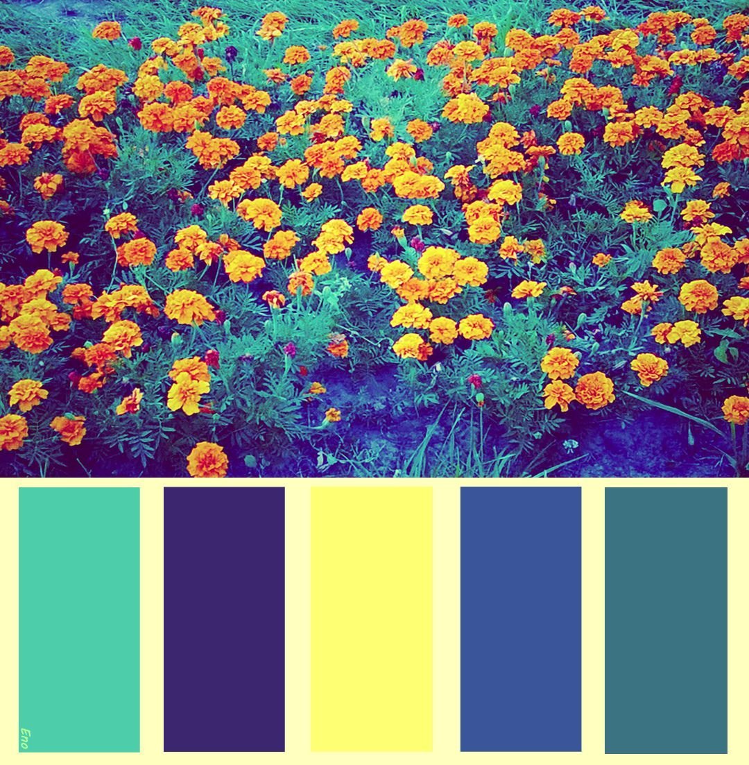 Фото всех оттенков цветов