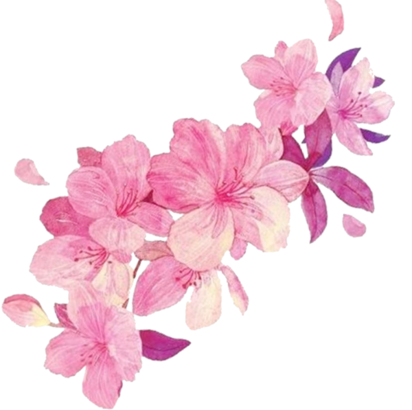 Розовые цветы на белом фоне